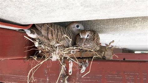 how to prevent birds from nesting in electrical boxes|how to keep birds off electricity.